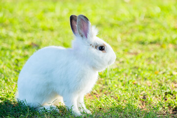 Cute little white rabbit on green grass with natural bokeh as background during spring warm summer day. Young adorable bunny playing in garden and sunlight morning.