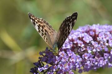 farfalla