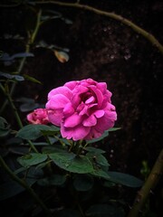 Close-Up Of Rich Pink Rose Flower Blooming in Natural Light