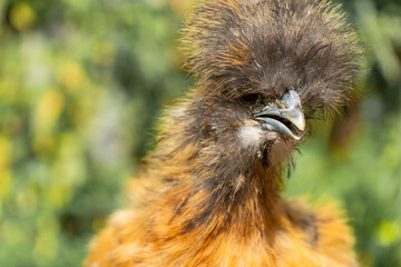 Fototapeta premium Close-ups of colorful silkie chickens. Young silkies eating and running around. Colorful fluffy silkies. Backyard free-range chickens. Home Poultry.