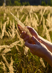 a man touches the ears of corn in a field in the sunset light