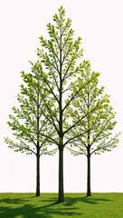 Obraz premium European Ash tree isolated against sunlit backdrop with cleanly cut-out background