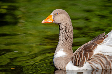 Eine Graugans schwimmt auf dem grünen Wasser