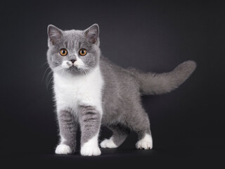 Cute blue with white British Shorthair cat kitten, standing facing front. Looking towards camera with orange eyes. Isolated on a black background.