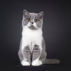 Cute blue with white British Shorthair cat kitten, sitting up facing front. Looking towards camera with orange eyes. Isolated on a black background.