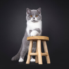 Cute blue with white British Shorthair cat kitten, standing behind little wooden stool with front...
