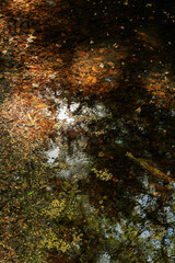 Sunlight reflecting in a forest pond: Close-up view of a pond surface with autumn leaves, twigs, and floating debris, illuminated by soft sunlight, creating a serene, abstract natural reflection