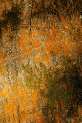 Close-up of vibrant tree bark with green moss: A detailed texture of natural bark showcasing rough surfaces, earthy tones, and the contrast between bright orange lichen and patches of green moss