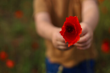 Red Beautiful Poppy Flowers old in the small Childs hands. High quality photo. Poppy Field in the Summer © Halyna