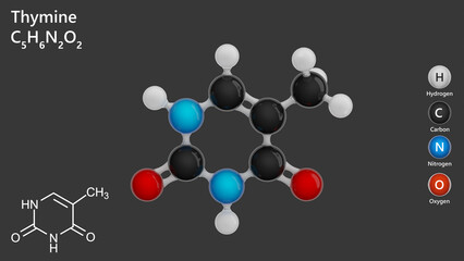 Model of the Thymine molecule. C5H6N2O2. Thymine is one of the four nucleotide bases in the nucleic acid DNA.Thymine is also known as 5-methyluracil, a pyrimidine nucleobase. Gray back.3d illustration