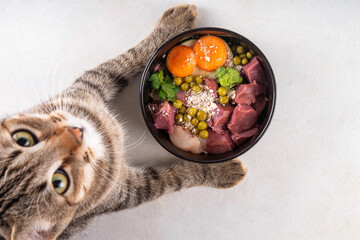BARF (Biologically Appropriate Raw Food) food concept, Healthy bowl for domestic pets background with cat cute tabby kitten paws in pic.  Portion of raw meat, chicken, fish, vegetables, oats © ricka_kinamoto