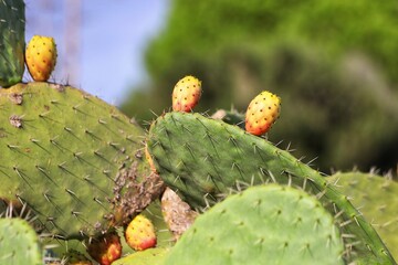Prickly pear cactus, opuntia, Indian fig opuntia with fruits.