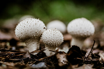 Nie dojrzałe grzyby Kanji - zdjęcie makro © Pavlo