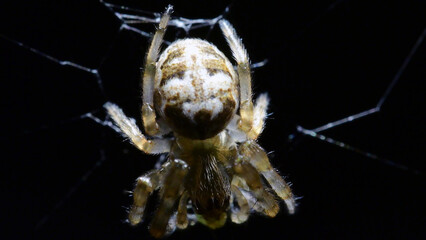 Close-up photo of a hunting spider