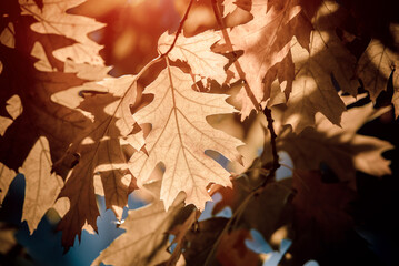 Red oak leaves on blue sky background
