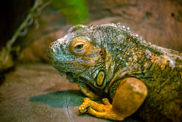 Sleeping yellow iguana close-up in the terrarium
