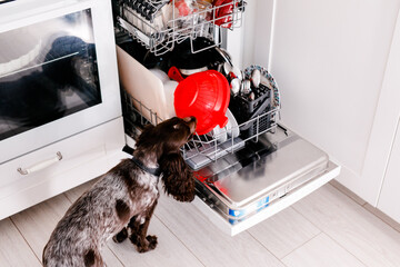 Spaniel dog licks dirty plates in full dishwasher