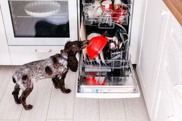 Spaniel dog licks dirty plates in full dishwasher