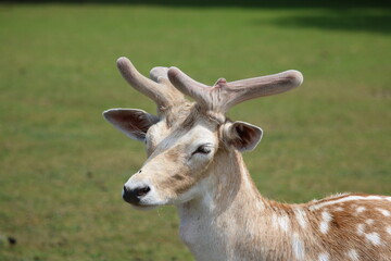 Damwild / Damhirsch / fallow deer

