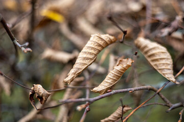 Close-up of withered leaves and little twigs of a beech tree