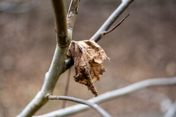 Close-up of a single withered leaf and little twigs of a beech tree