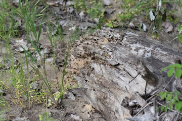 Dry tree stump in the forest with holes after ants, close-up of photo