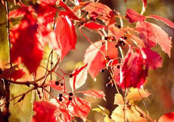 Beautiful bright autumn nature background. Multicolored grape leaves