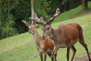 Damwild / Damhirsch / fallow deer