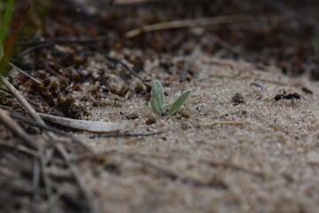 A small plant growing on the sand in the forest. Selective focus