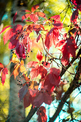 Beautiful bright autumn nature background. Multicolored grape leaves