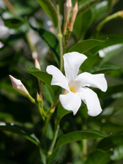 Obraz premium 夏の花壇の白いマンデビラ