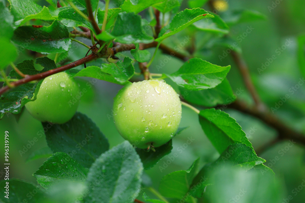 Wall mural fresh green apples with raindrops hanging on a branch