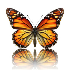 Fototapeta premium transformation butterfly on transparent background