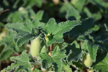 fruits, leaves and flower of ecballium elaterium