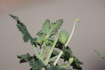 fruits, leaves and flower of ecballium elaterium