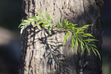 close up of leaves of southern silky oak (Grevillea robusta)	
