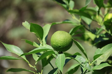 green unripe oranges on the tree