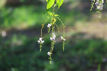 Duranta erecta is a species of flowering shrub in the verbena family Verbenaceae