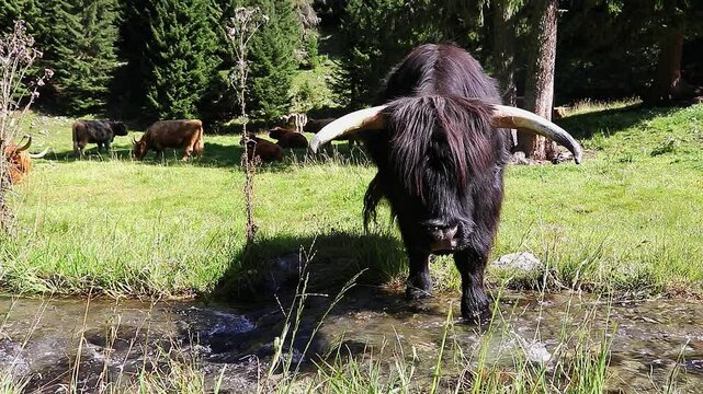 Video von einem schwarzen Schottischen Hochlandrind, das in einem Bach steht um Wasser zu trinken