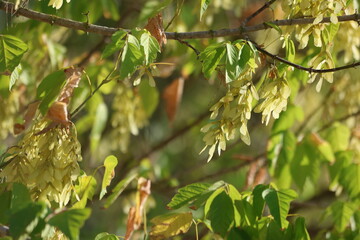 Acer negundo  is a species of maple native to North America.