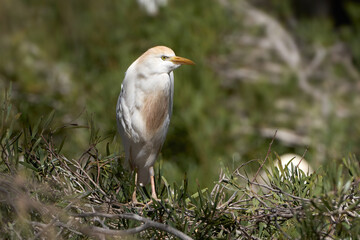 Kuhreiher (Bubulcus ibis) im Prachtkleid steht auf einem Busch - Arrecife, Lanzarote, Kanarische Inseln