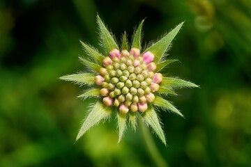 Acker-Witwenblume (Knautia arvensis) Knospen einer einzelnen Blüte in Nahaufnahme vor grünem Bokeh