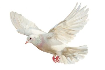 Fototapeta premium Elegant white dove in flight
