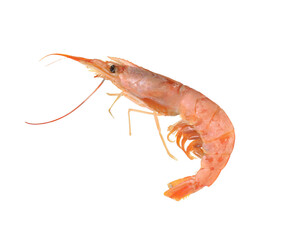 One raw shrimp isolated on white. Sea food
