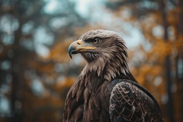 Fototapeta premium Majestic eagle in autumn forest