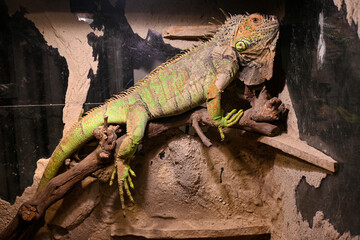 Fototapeta premium Large green iguana is clinging to a branch in a terrarium