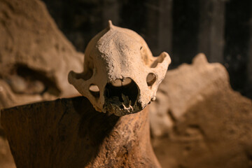 Fossilized skull of a prehistoric animal sitting on a rock in warm light with other fossils blurred in the background
