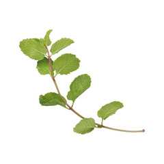 Mint leaves branch isolated on transparent background