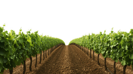 Lush vineyard with rows of grapevines isolated on transparent background