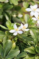 Mexican Mock Orange (Choisya ternata) plant in flower